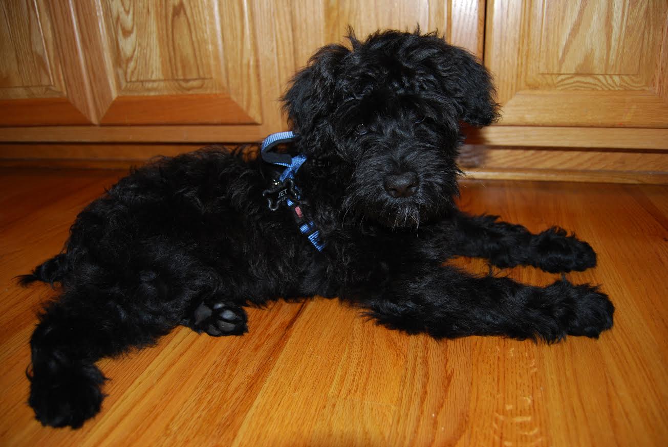 what is a teddy bear schnoodle